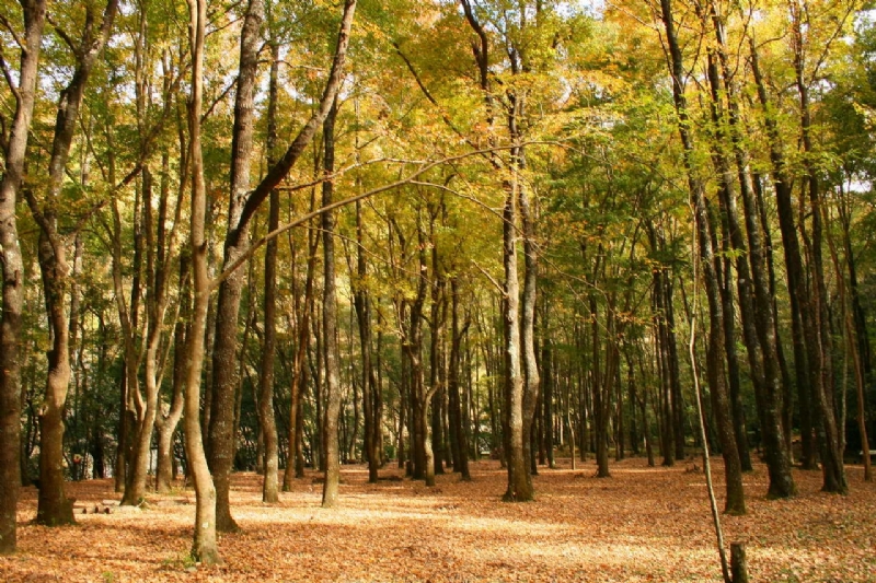 靜瑟的楓香林景觀 攝影：老山羊部落格