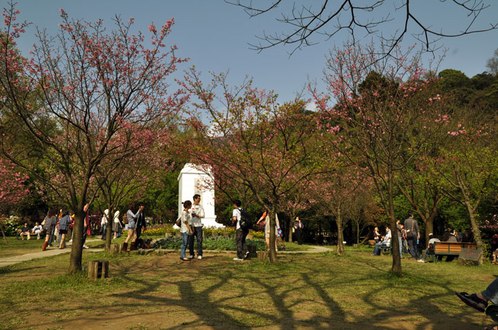 2010陽明山櫻花季 攝影：amo