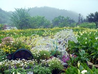 海芋花海中的造景<br/> 攝影：陳美吟