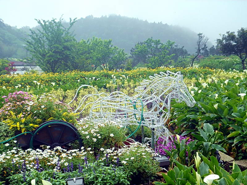 海芋花海中的造景 攝影：陳美吟