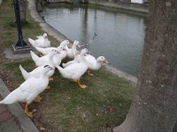 學甲光華里<br/> 攝影：三井