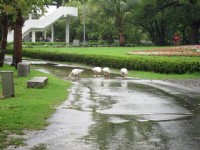 台南公園<br/> 攝影：黃儒永