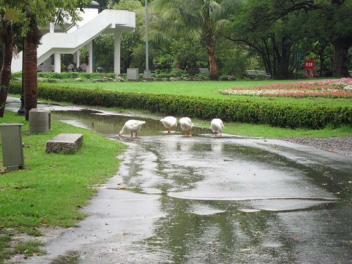 台南公園 攝影：黃儒永