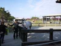 白馬與長頸鹿<br/> 攝影：三井