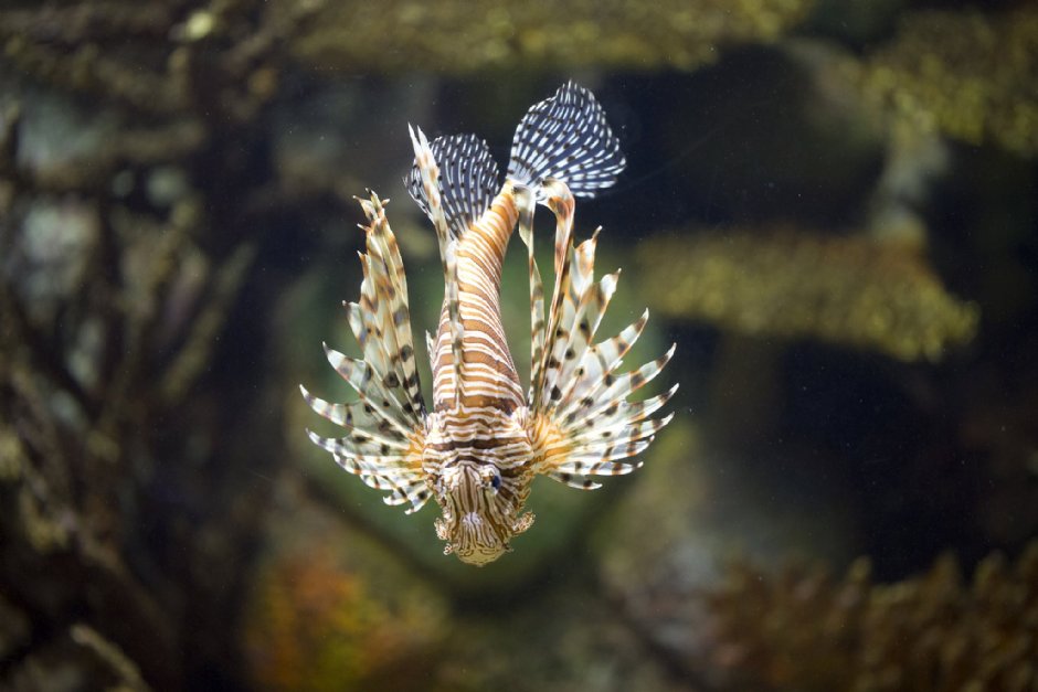 澎湖水族館獅子魚 攝影：澎湖水族館