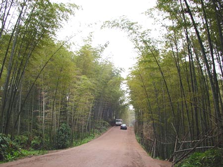 翡翠長廊-03 攝影：四川旅遊信息網