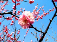 梅花<br/> 攝影：馮順