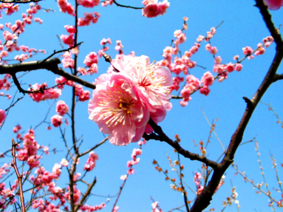 梅花 攝影：馮順