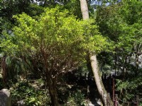 靳珩公園樹木林立<br/> 攝影：老山羊資訊網
