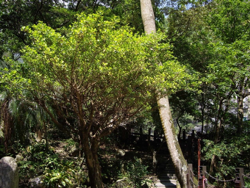 靳珩公園樹木林立 攝影：老山羊資訊網