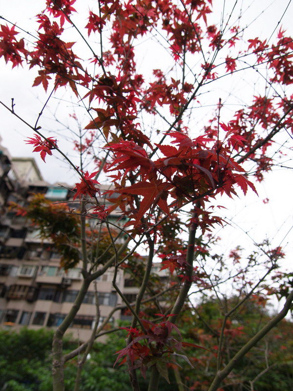 楓葉楓紅 攝影：簡時強