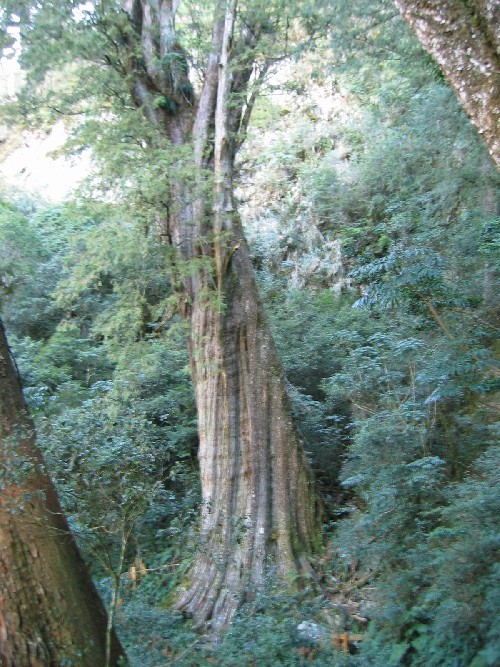 神木群~ 攝影：自助旅行家族
