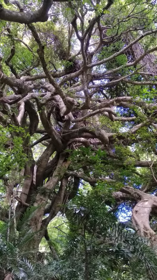 鶯山森林文化博物館 攝影：Lu