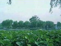 大明湖-1<br/> 攝影：四川旅遊信息網