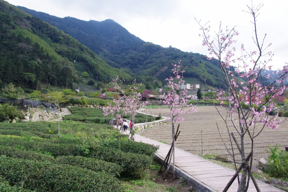草坪頭玉山觀光茶園 攝影：Eva隨手拍