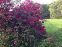 都會公園內怒放的九重葛<br/> 攝影：Kate