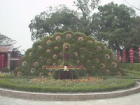 孔雀开屏像<br/> 摄影：郭香妙