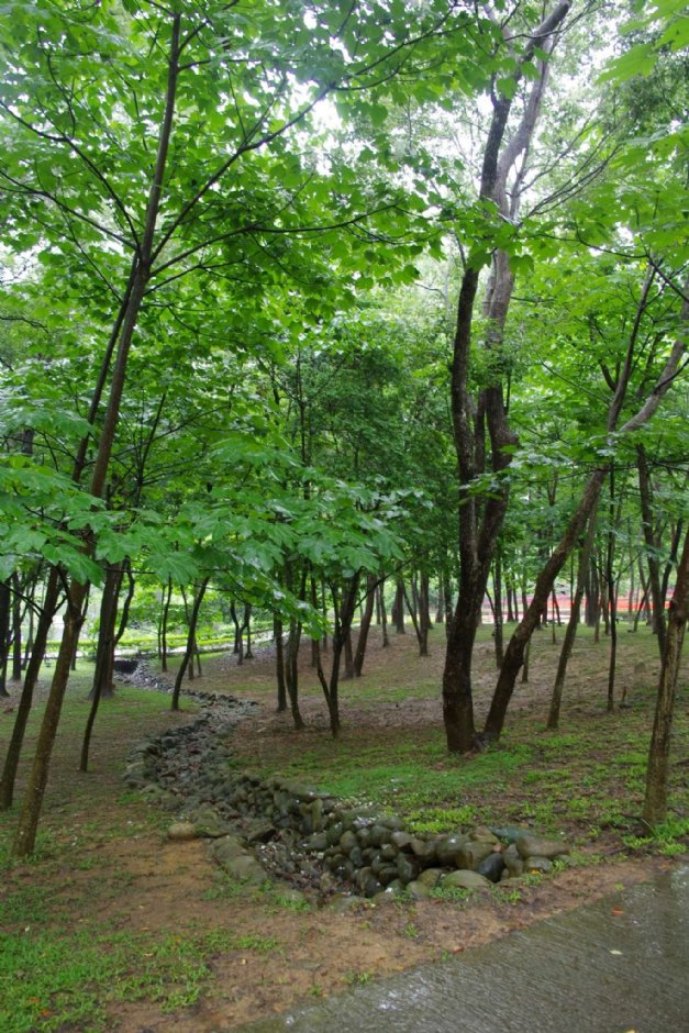 桐花樂活公園 攝影：Eva隨手拍