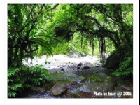 阔叶林中的樟楠类植物<br/> 摄影：跟著小野郎出走