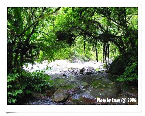 阔叶林中的樟楠类植物 摄影：跟著小野郎出走