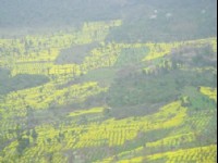 油菜花山<br/> 攝影：星盟旅行社
