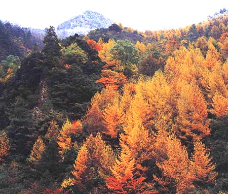 秋天的杉林 攝影：四川旅遊信息網