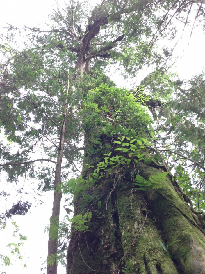 中國歷代神木園區(棲蘭神木園) 攝影：陳皮梅