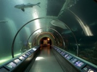 澎湖水族館海洋隧道<br/> 攝影：澎湖水族館