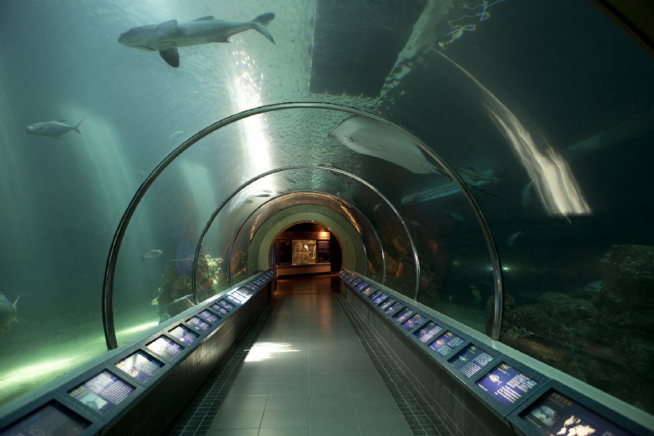澎湖水族館海洋隧道 攝影：澎湖水族館