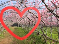 2015愛在春意蔓延時<br/> 攝影：台大山地實驗農場-南投梅峰