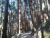 特富野古道<br/> 攝影：Lu