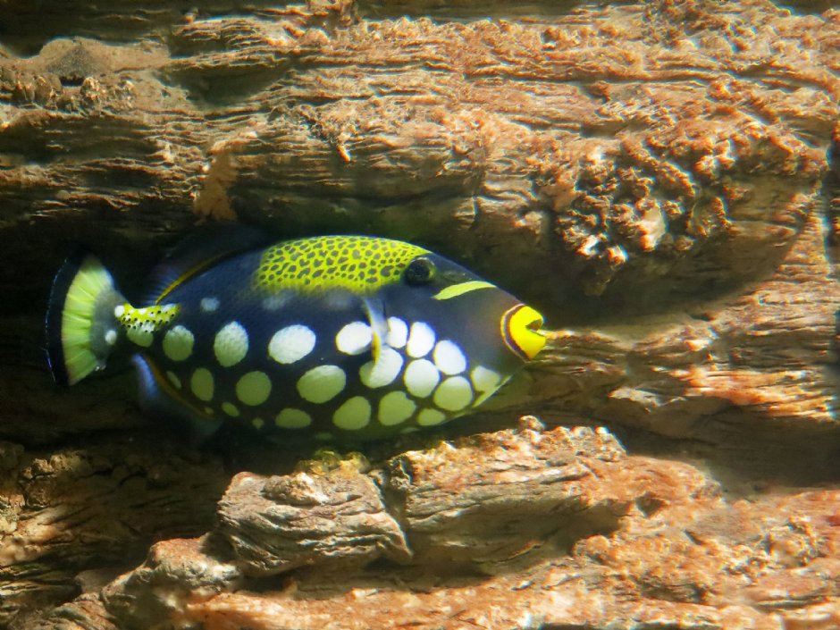 澎湖水族館生態 攝影：澎湖水族館