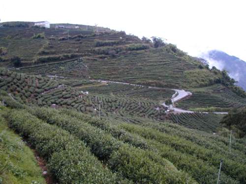望過去的一片林 攝影：楓林農場