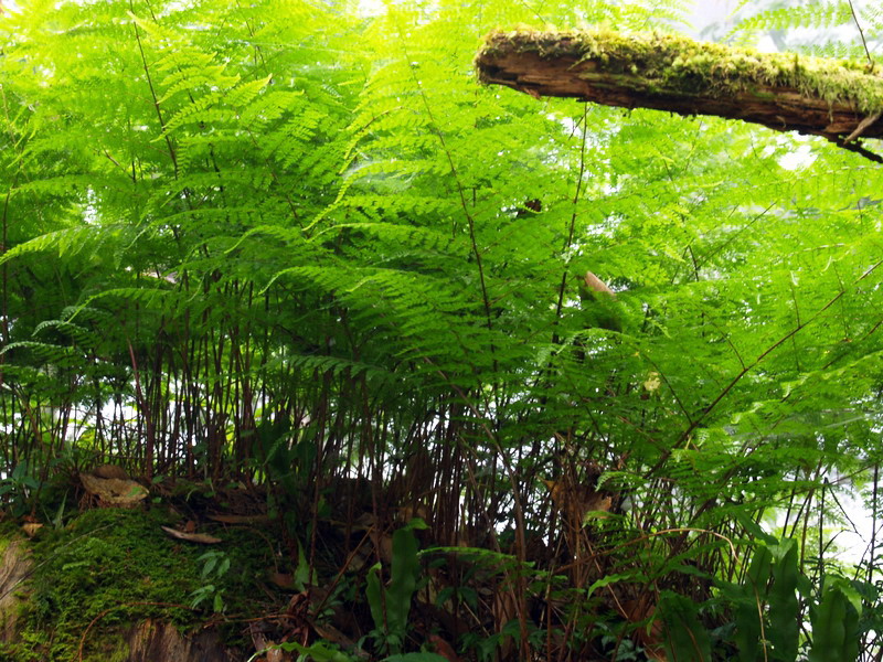 蕨類植物 攝影：amo