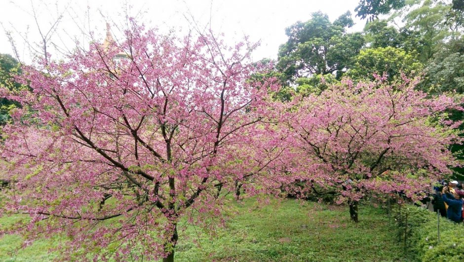 淡水天元宮 攝影：娥
