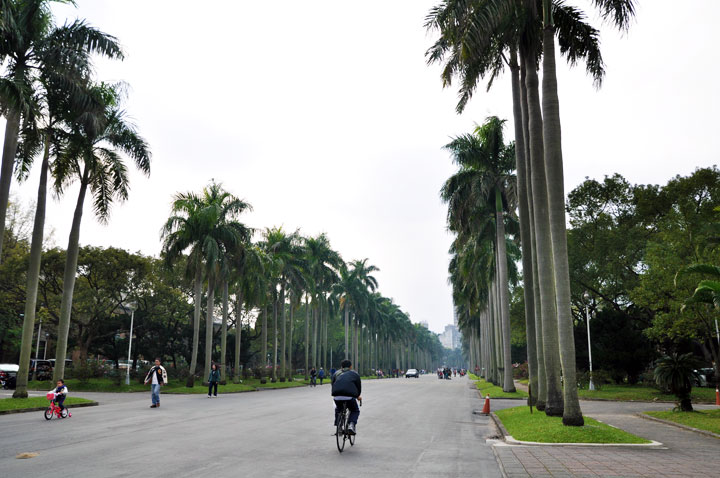 台大椰林大道.... 攝影：amo