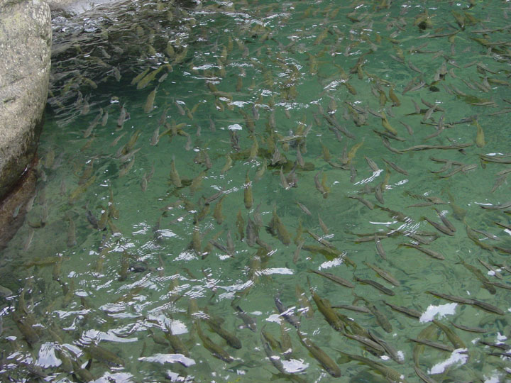 成群的台灣固魚 攝影：陳銘祥