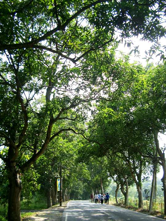 古坑綠色隧道 攝影：Eva隨手拍
