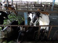 宜農牧場<br/> 攝影：xcatx