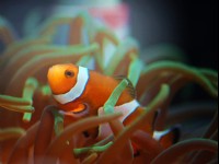 小丑魚<br/> 攝影：國立海洋生物博物館