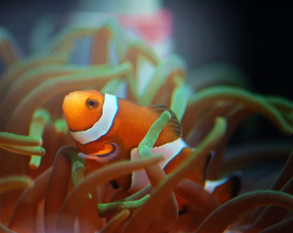 小丑魚 攝影：國立海洋生物博物館