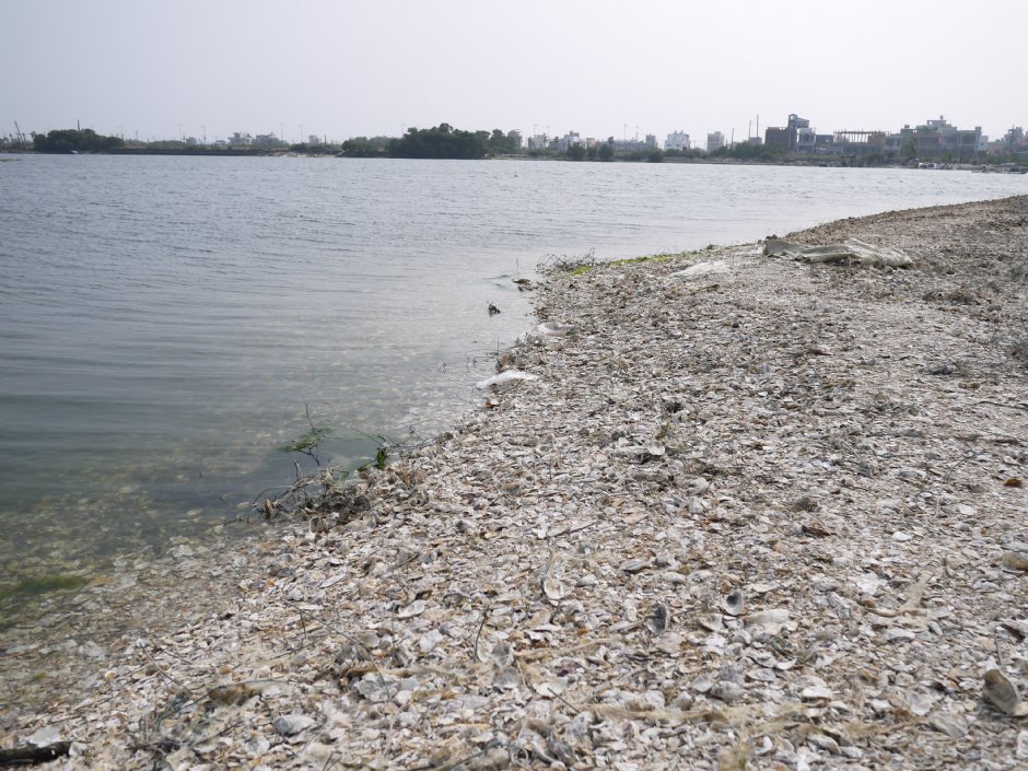 大鵬灣蚵殼島 攝影：三井