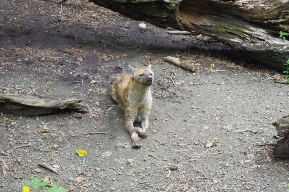 台北市立動物園 攝影：Eva隨手拍