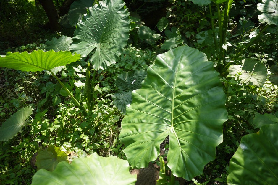 原生植物園 攝影：三井