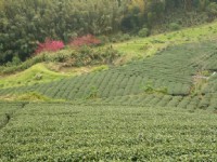 櫻花季的樟樹湖茶園<br/> 攝影：老山羊部落格