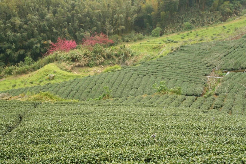 櫻花季的樟樹湖茶園 攝影：老山羊部落格