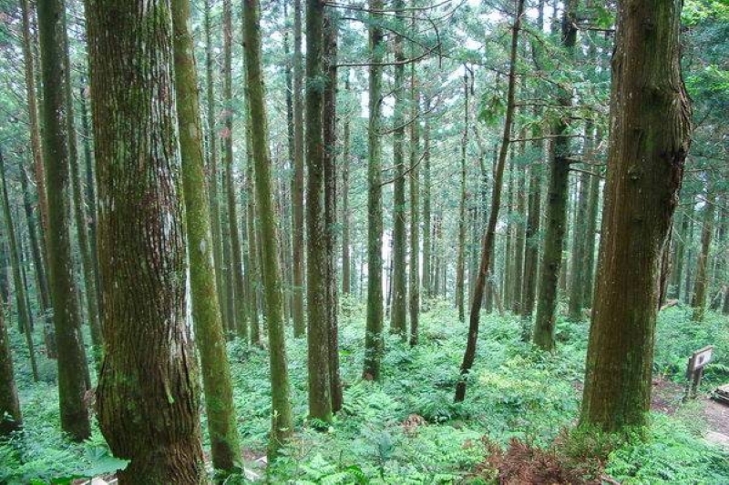 森林芬多精 攝影：老山羊部落格