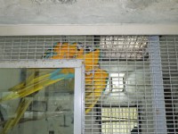 鳳凰谷鸚鵡園<br/> 攝影：三井