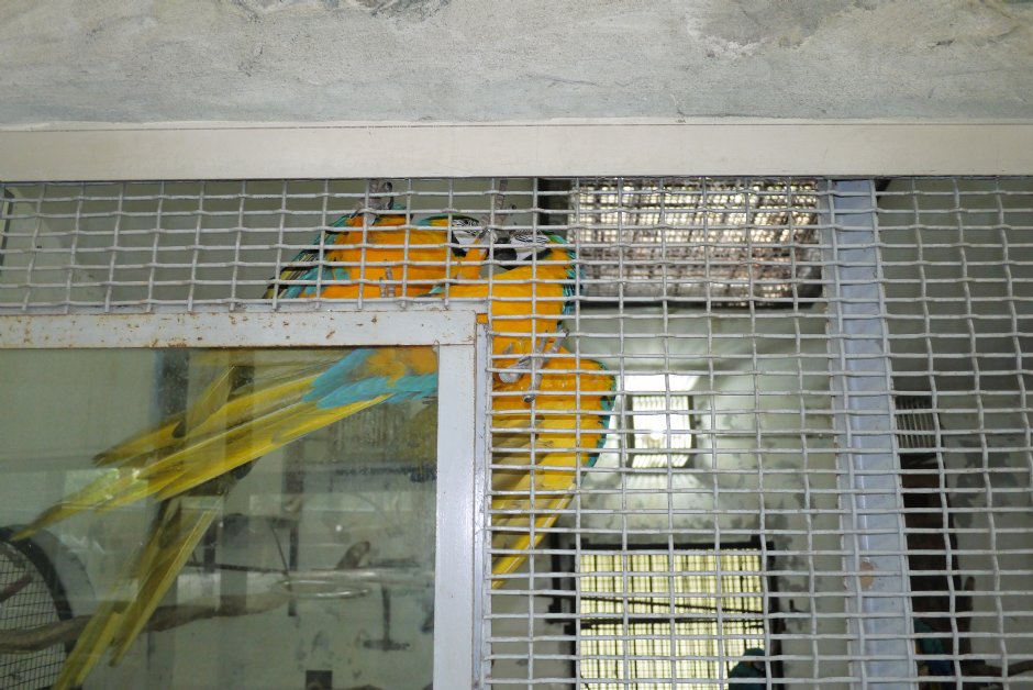 鳳凰谷鸚鵡園 攝影：三井