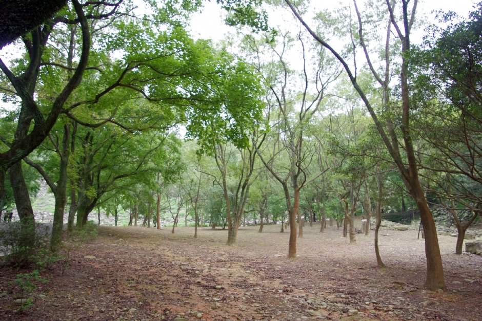 槭林公園 攝影：Eva隨手拍